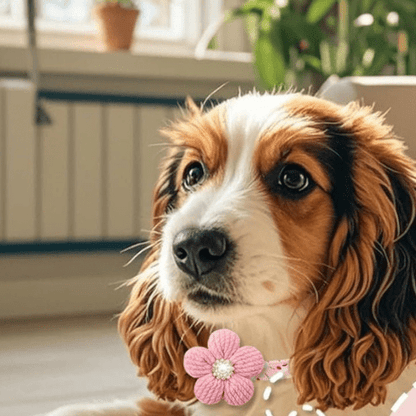 chien salon avec son collier pour chien