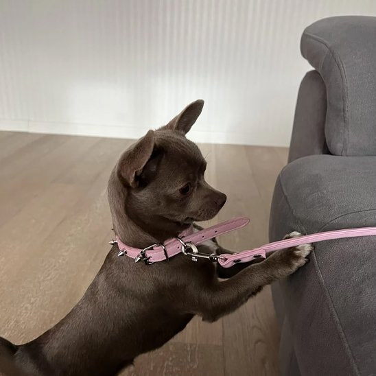 chien salon jouant avec collier