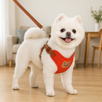 chien salon marchant avec son harnais pour chien