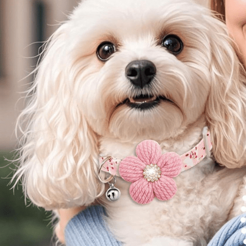 chien satisfait avec son collier pour chien