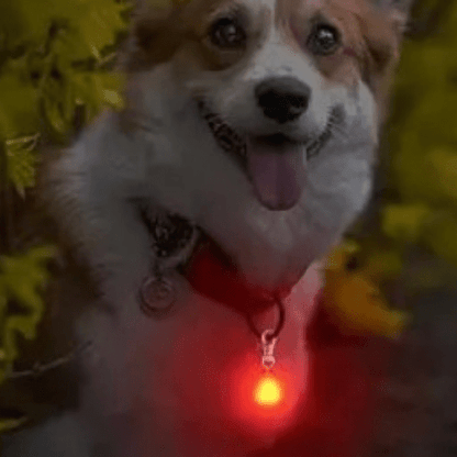 chien soir avec son pendentif lumineux