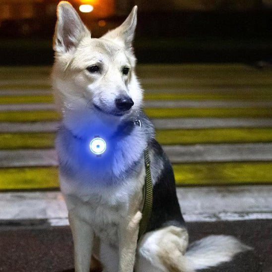 chien soiree avec collier chien bleu