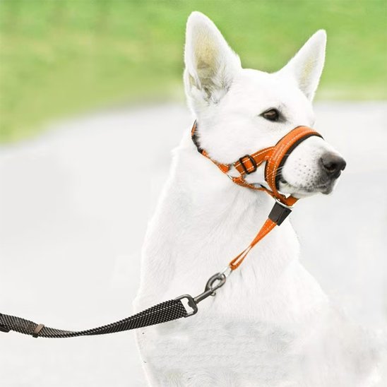 chien-sortie-avec-muselière-chien​-orange
