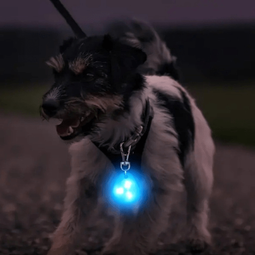 chien sortie jouant avec pendentif lumineux
