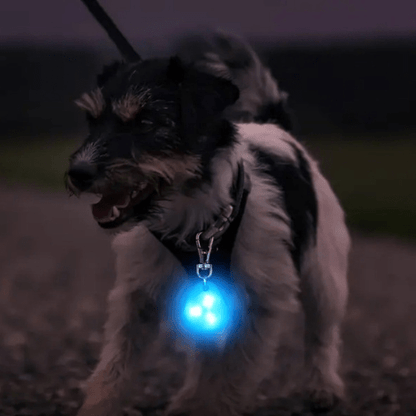 chien sortie jouant avec pendentif lumineux