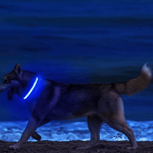 chien sortie mer avec son collier forte luminosité