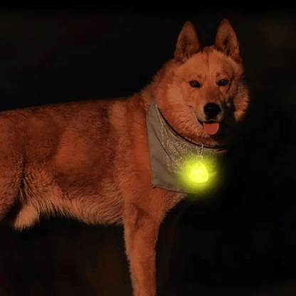 chien sortie merveilleux avec pendentif lumineux