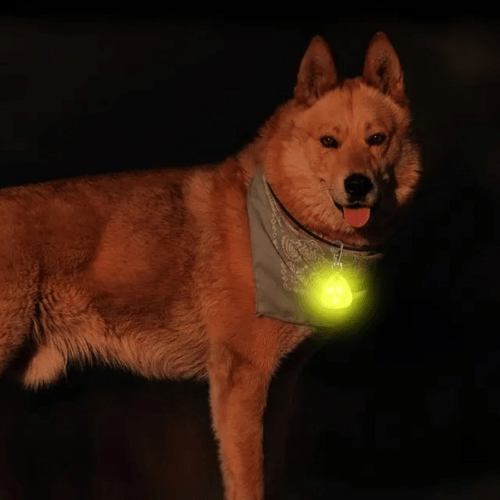 chien sortie merveilleux avec pendentif lumineux