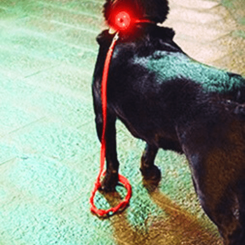 chien sortie noctune avec collier chien