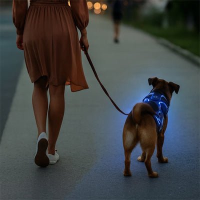 chien sortie nocturne avec son harnais chien led