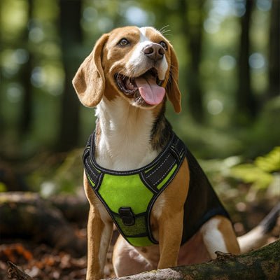 chien sous bois avec son harnais led