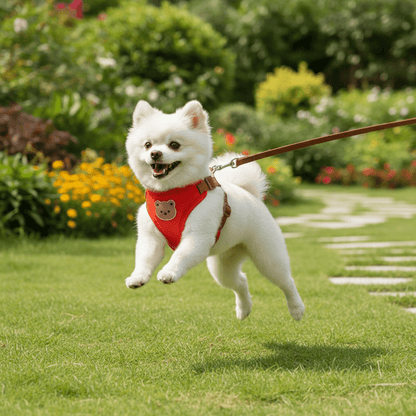 Chien Spitz avec harnais pour chien sautant jardin