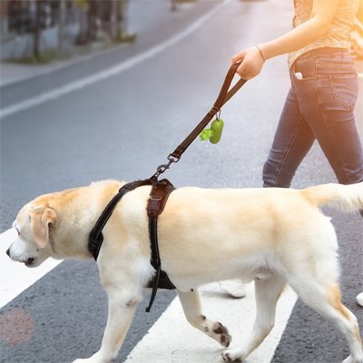 chien-sportif-maitre-avec-laisse-chien