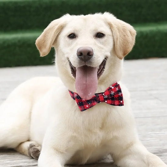 chien terrasse avec collier chien joyeux