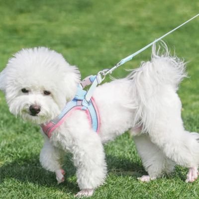 chien-tirant-avec-son-harnais-petit-chien