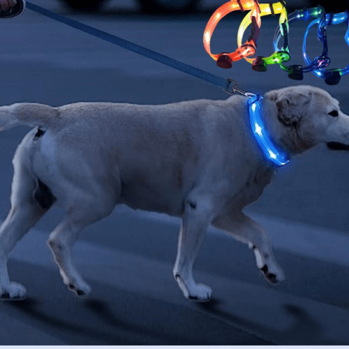 chien touristique dans collier lumineux