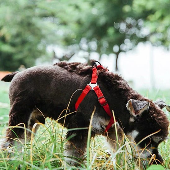 chien visite champetre avec son harnais pour chien