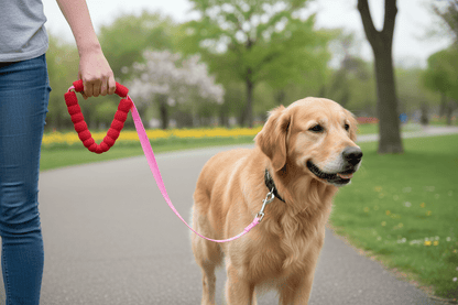 chien-visite-portant-longe-chiens