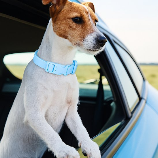 chien voiture avec son collier chien