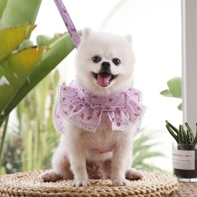 chienne-assis-avec-harnais-petit-chien