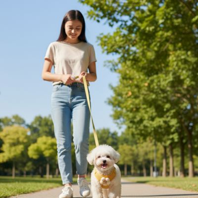chienne baladant avec son beau harnais