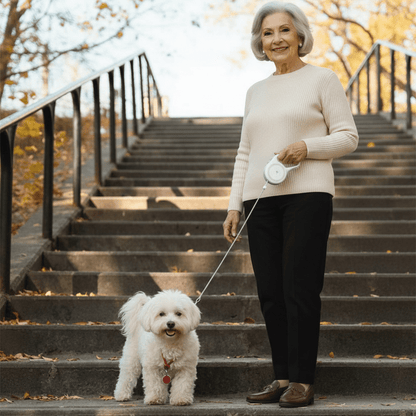 chienne elegante sur escalier avec laisse chien enrouleur