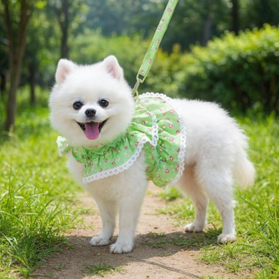 chienne-heureux-jardin-avec-son-harnais-petit-chien