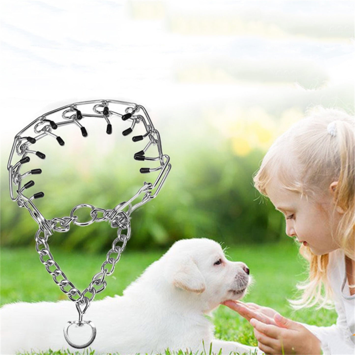 chienne jouant avec collier de dressage pour chien