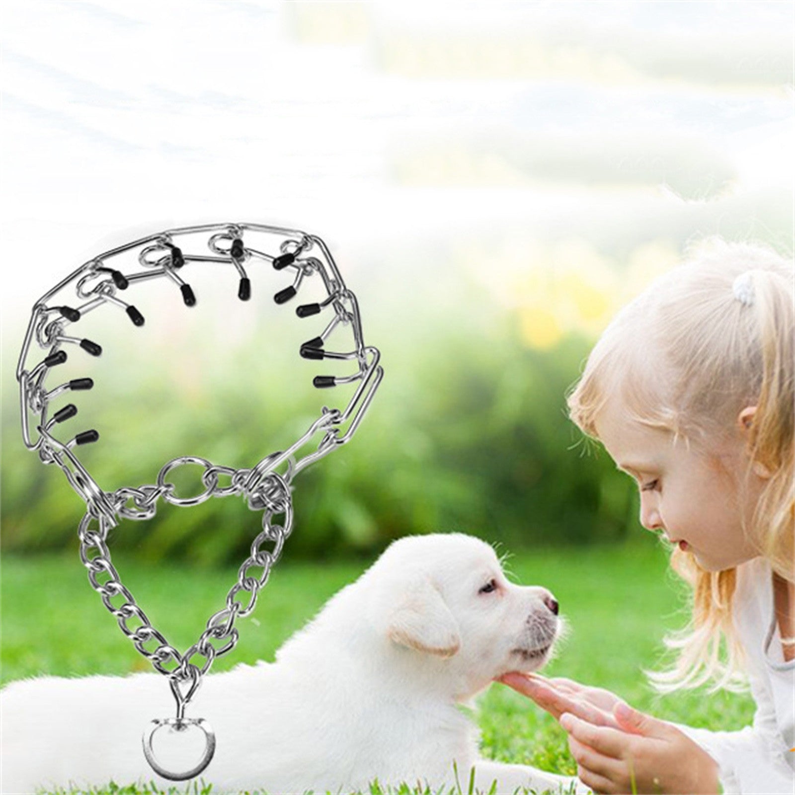 chienne jouant avec collier de dressage pour chien