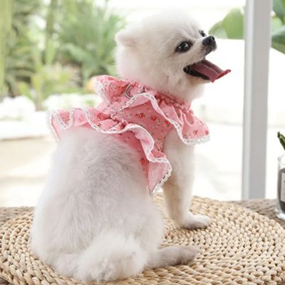 chienne-jouant-avec-son-harnais-petit-chien