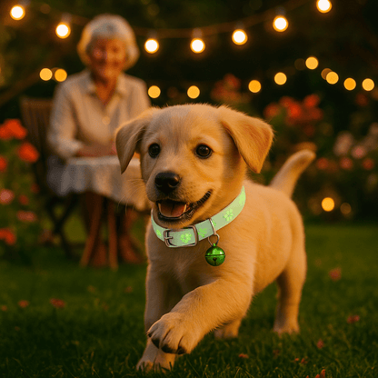 chienne soireé noel avec collier lumineux
