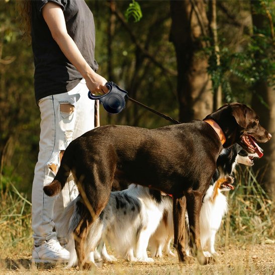 chiens-avec-leurs-laisse-pour-chien-balade