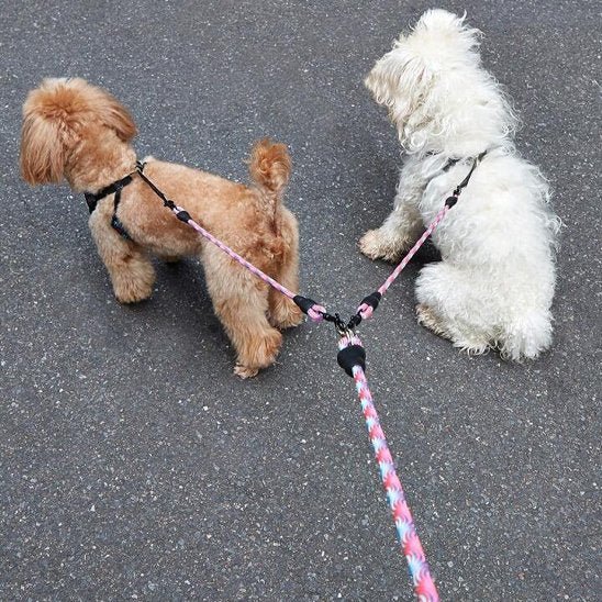 chiens-courant-avec-laisse-double-pour chien