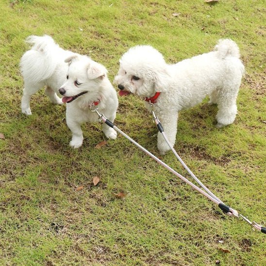 chiens-jouant-avec-laisse-double-pour chien