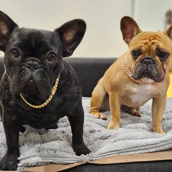 chiens jouant collier chien royal