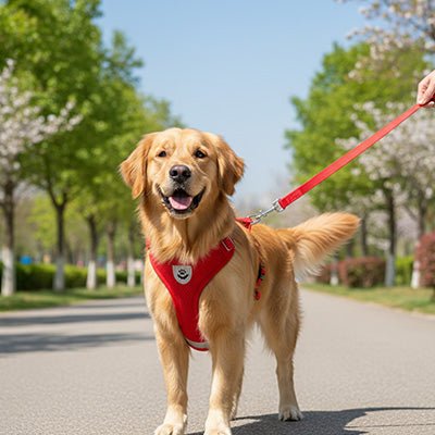 chiens marchant route ensoleillant
harnais chien