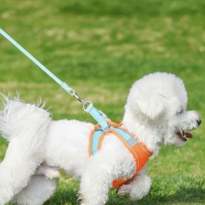 chiot-courant-avec-harnais-petit-chien