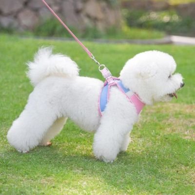 chiot-galant-avec-son-harnais-petit-chien