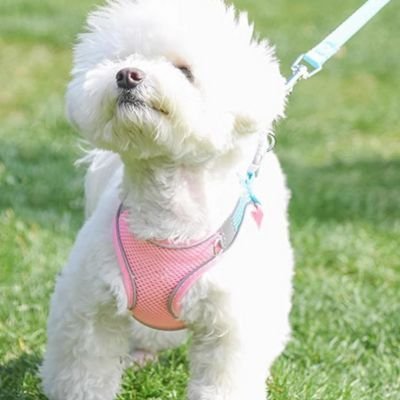 chiot-jouant-avec-son-harnais-petit-chien