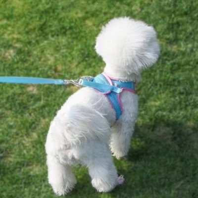 chiot-mignon-marchant-avec-son-harnais-petit-chien