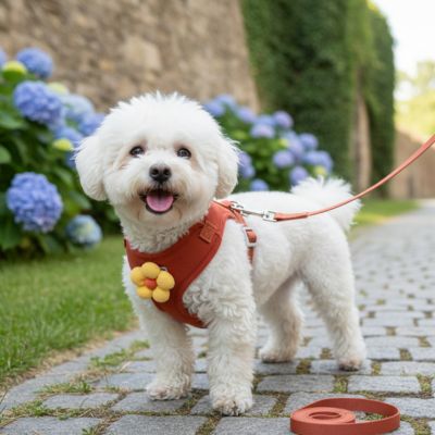 chiot site rencontre avec son harnais