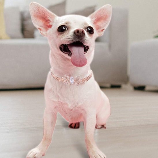Collier chien | étincelle - cani - GALAXY DES CHIENS