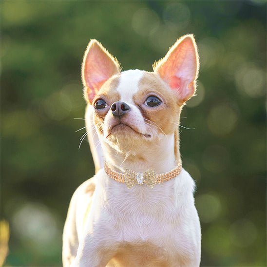 Collier chien | étincelle - cani - GALAXY DES CHIENS