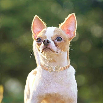 Collier chien | étincelle - cani - GALAXY DES CHIENS