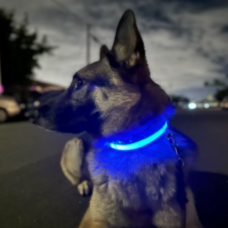 Collier Chien - LEDCollarDog™ - Bleu - GALAXY DES CHIENS