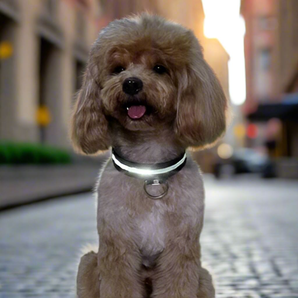 Collier Chien - LEDCollarDog™ - Noir - GALAXY DES CHIENS