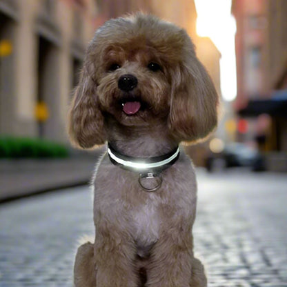 Collier Chien - LEDCollarDog™ - Noir - GALAXY DES CHIENS