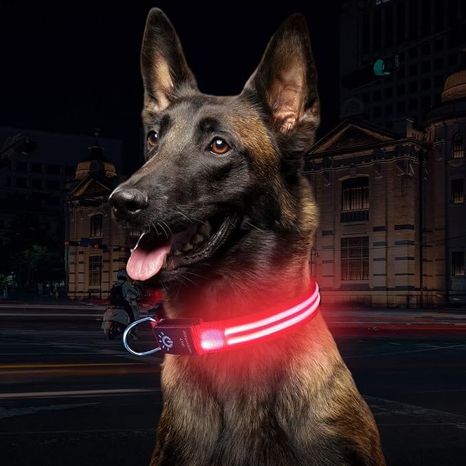 Collier Chien - LEDCollarDog™ - Rose - GALAXY DES CHIENS