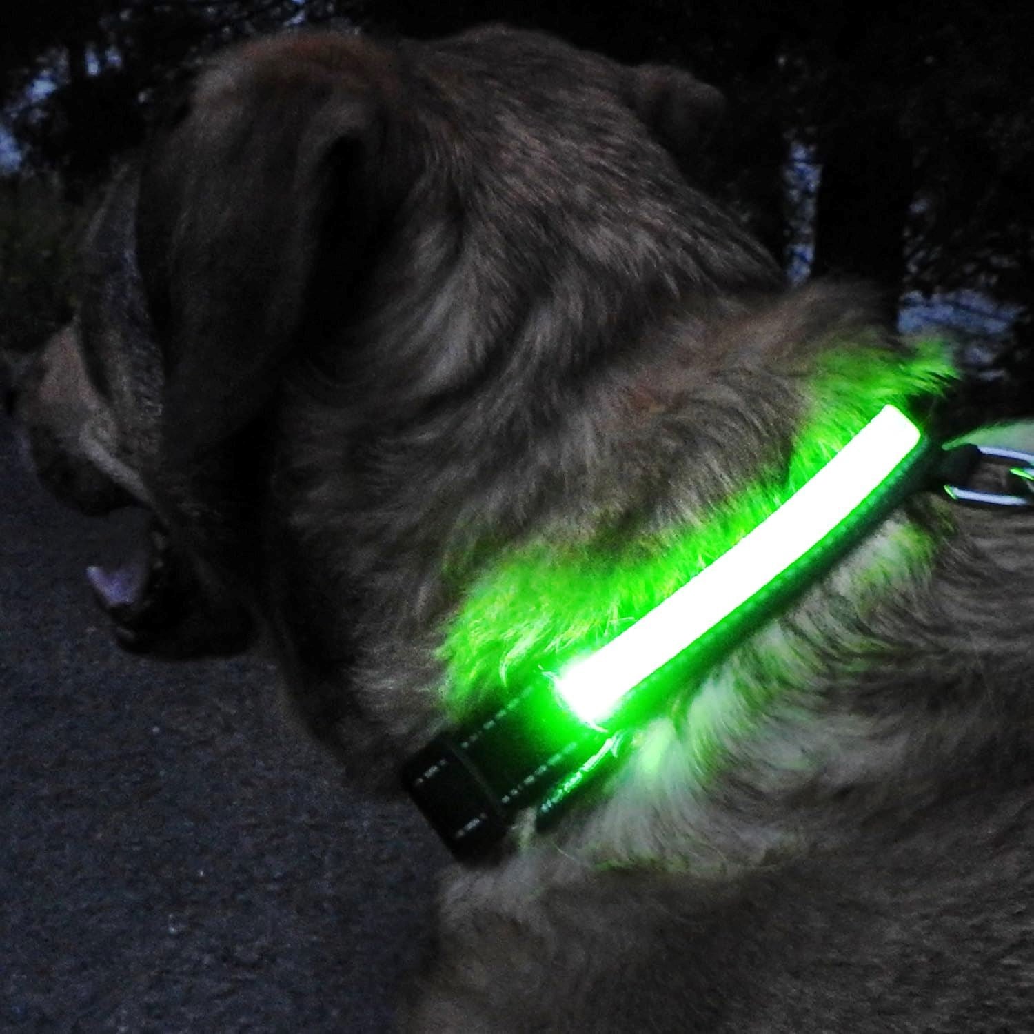 Collier Chien - LEDCollarDog™ - Vert - GALAXY DES CHIENS