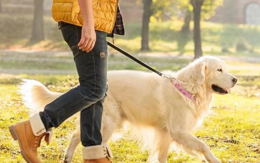 Collier chien - Mignon canine compagnon - GALAXY DES CHIENS